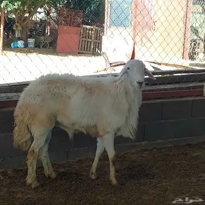 تم البيع خارج حراج غنم حيل مع فحل وثلاثة تيوس لباني 3