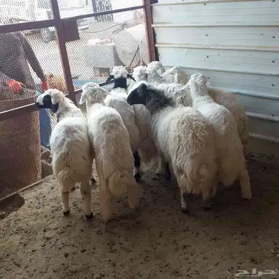تم البيع طليان أضاحي باشوت سبت العلاية البشائر باشوت 3