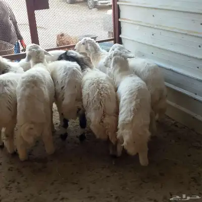 تم البيع طليان أضاحي باشوت سبت العلاية البشائر باشوت 2