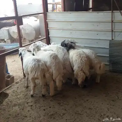 تم البيع طليان أضاحي باشوت سبت العلاية البشائر باشوت 4
