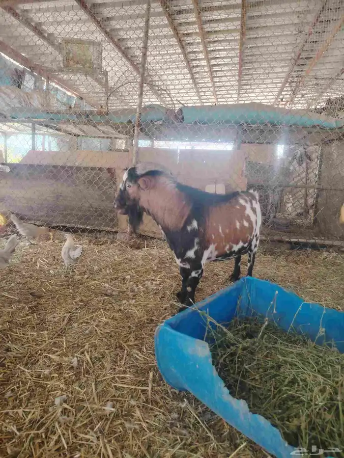 تيس فحل قزمي 6