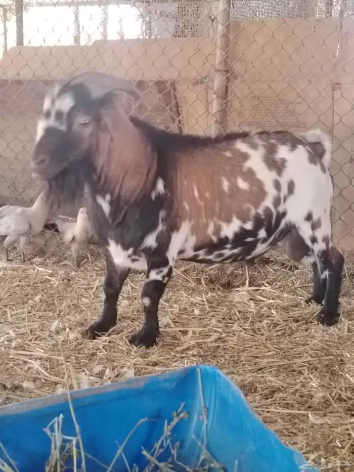 تيس فحل قزمي 3