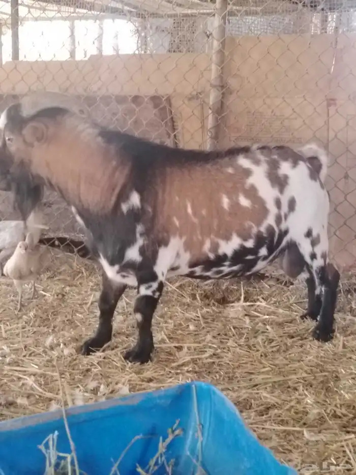 تيس فحل قزمي 2