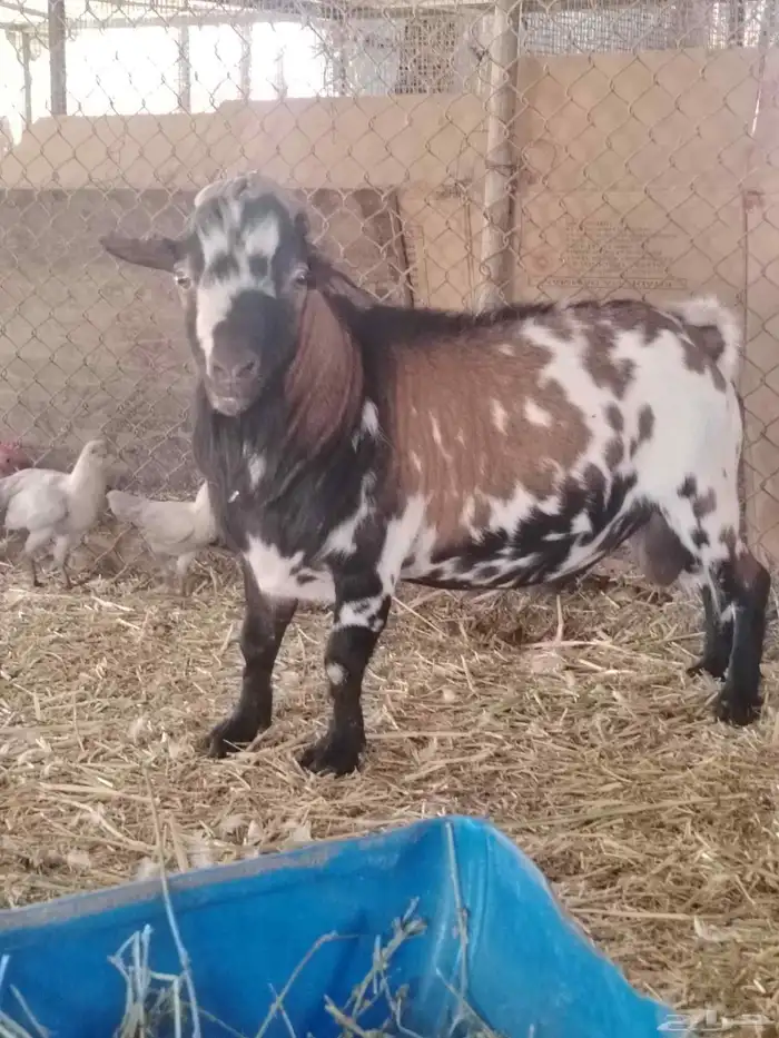 تيس فحل قزمي 4