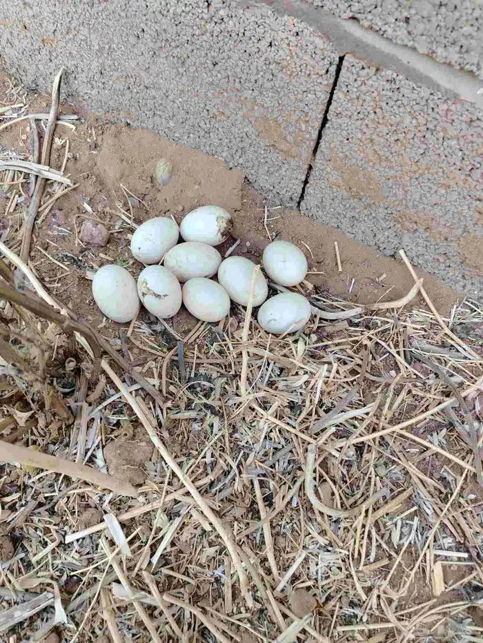 بط منتج 3