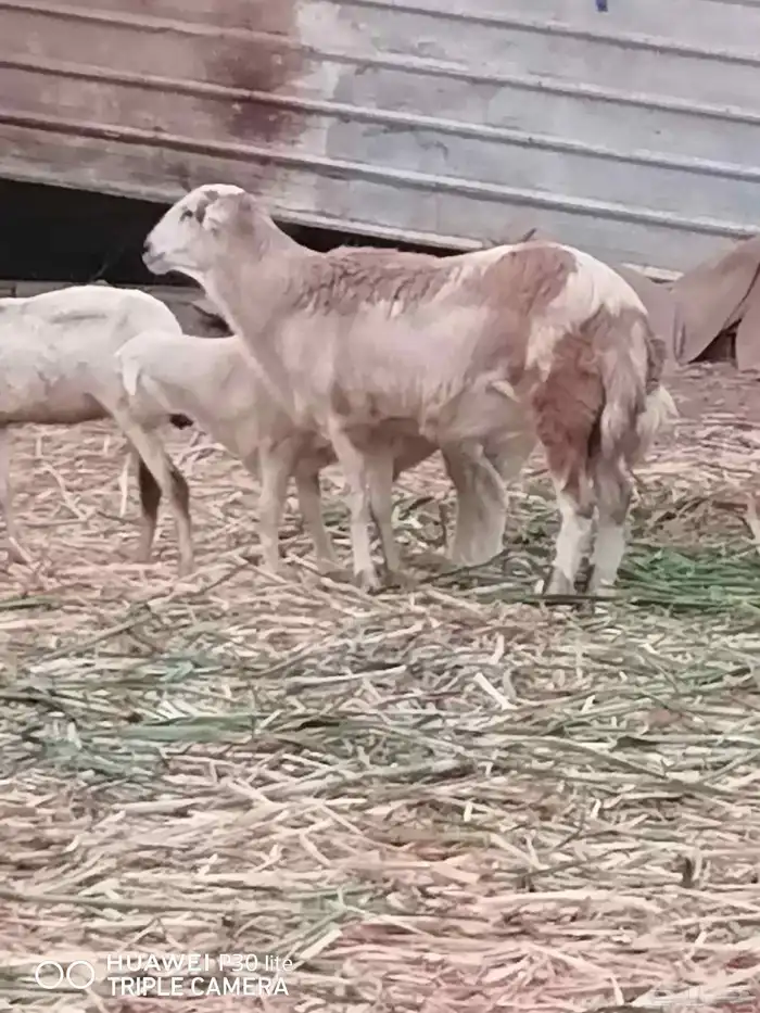 كباشه 2 جدعيات الصحه ممتازه مد وعرص وضان مناتيج 1