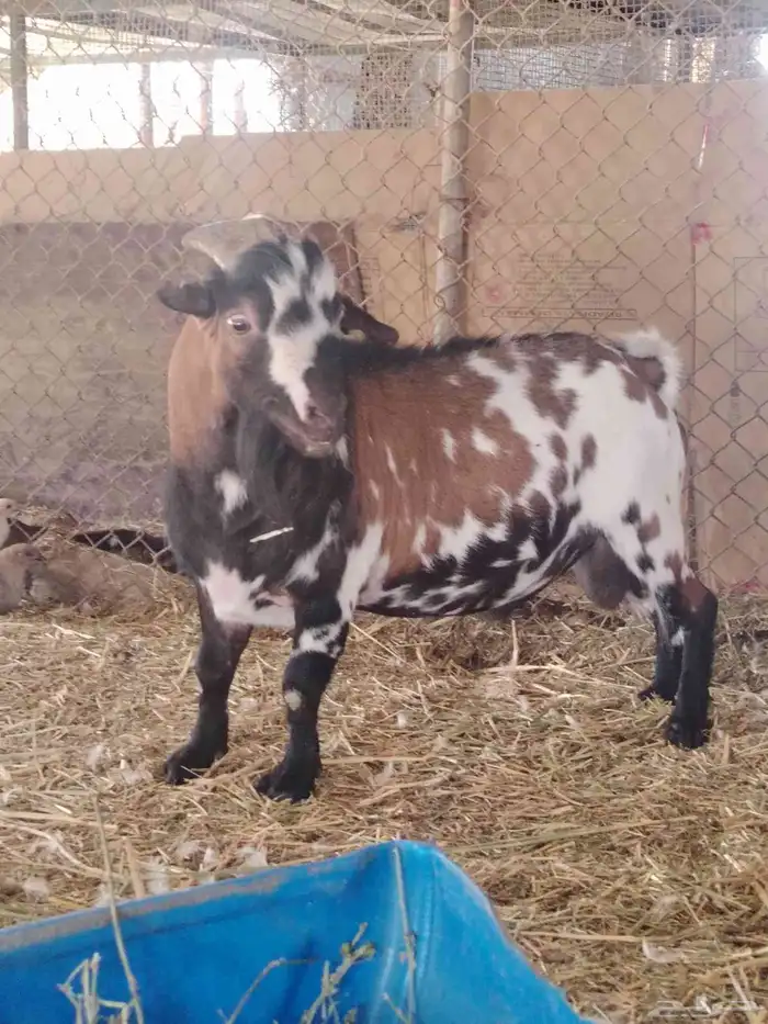 تيس فحل قزمي 1