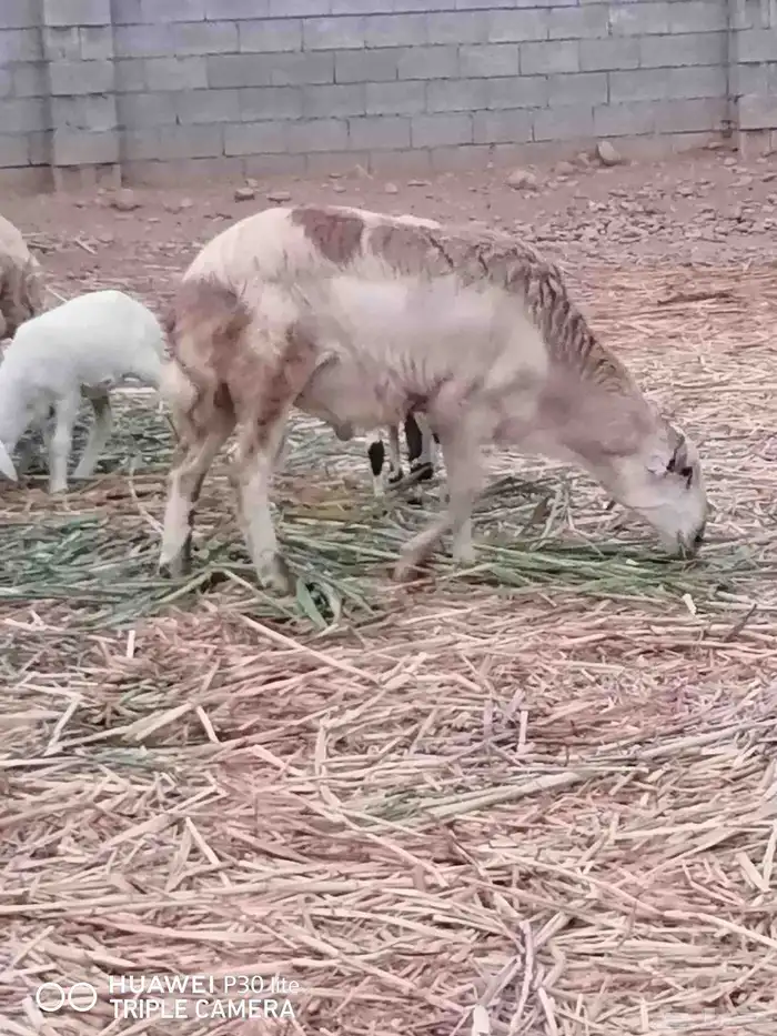 كباشه 2 جدعيات الصحه ممتازه مد وعرص وضان مناتيج 2