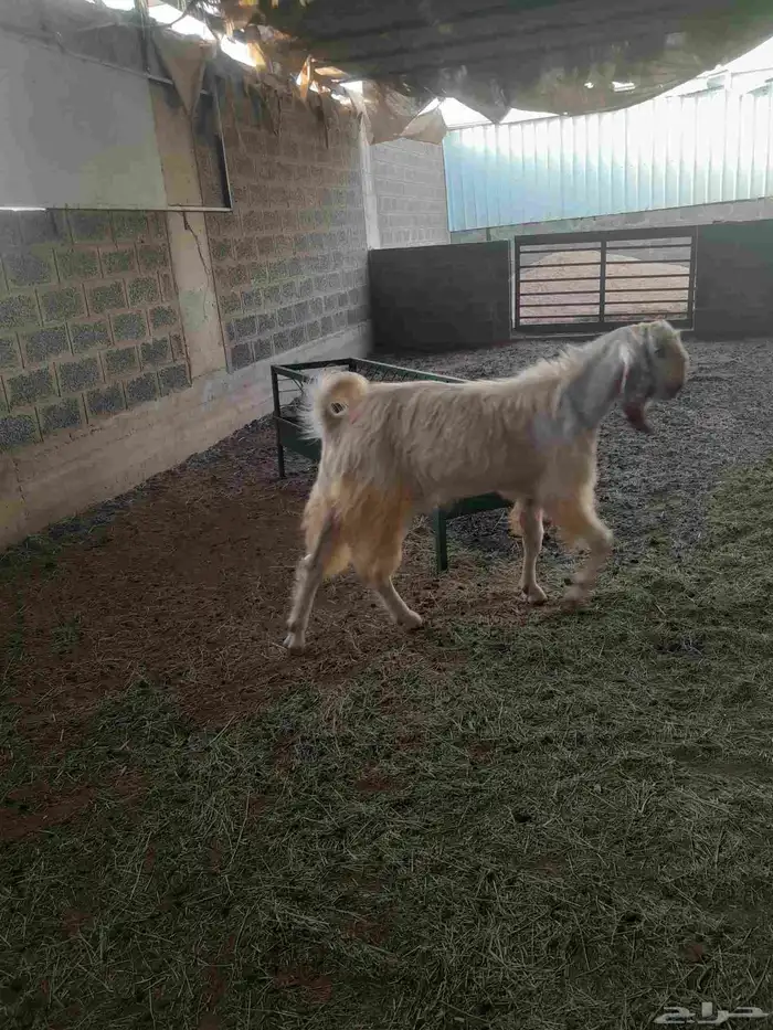 مشروع فحول تيوس 2