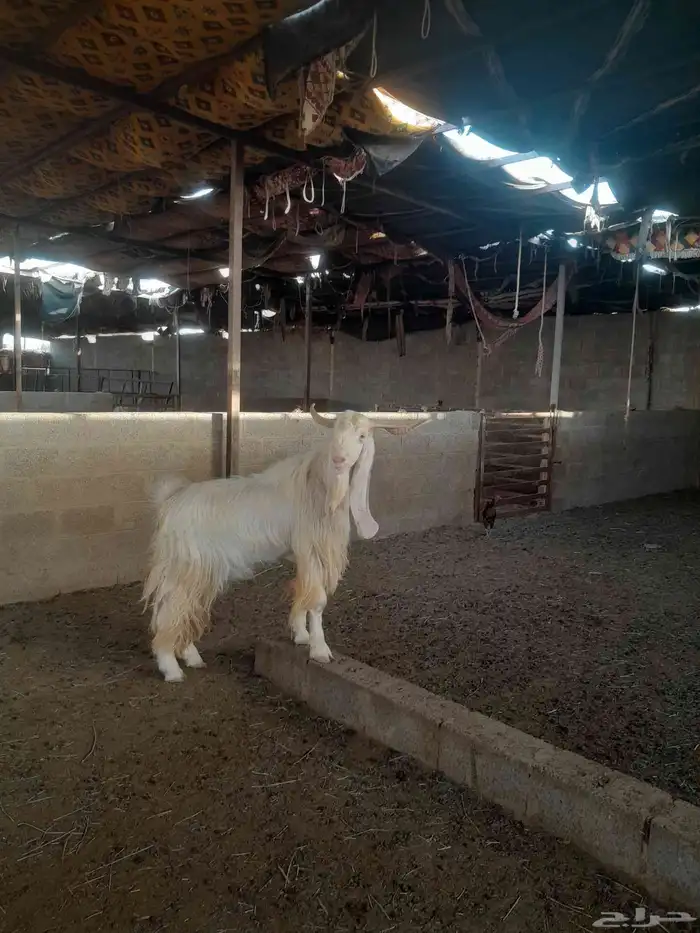 مشروع فحول تيوس 4