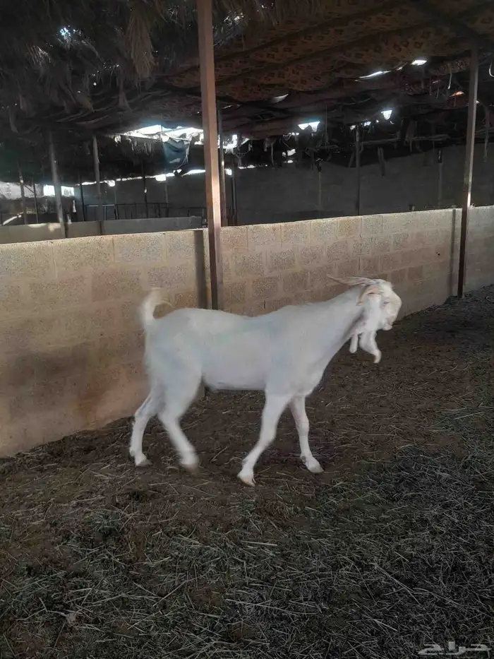 مشروع فحول تيوس 3