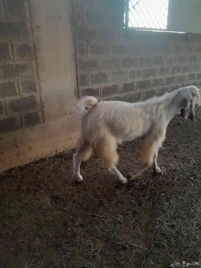 مشروع فحول تيوس 1