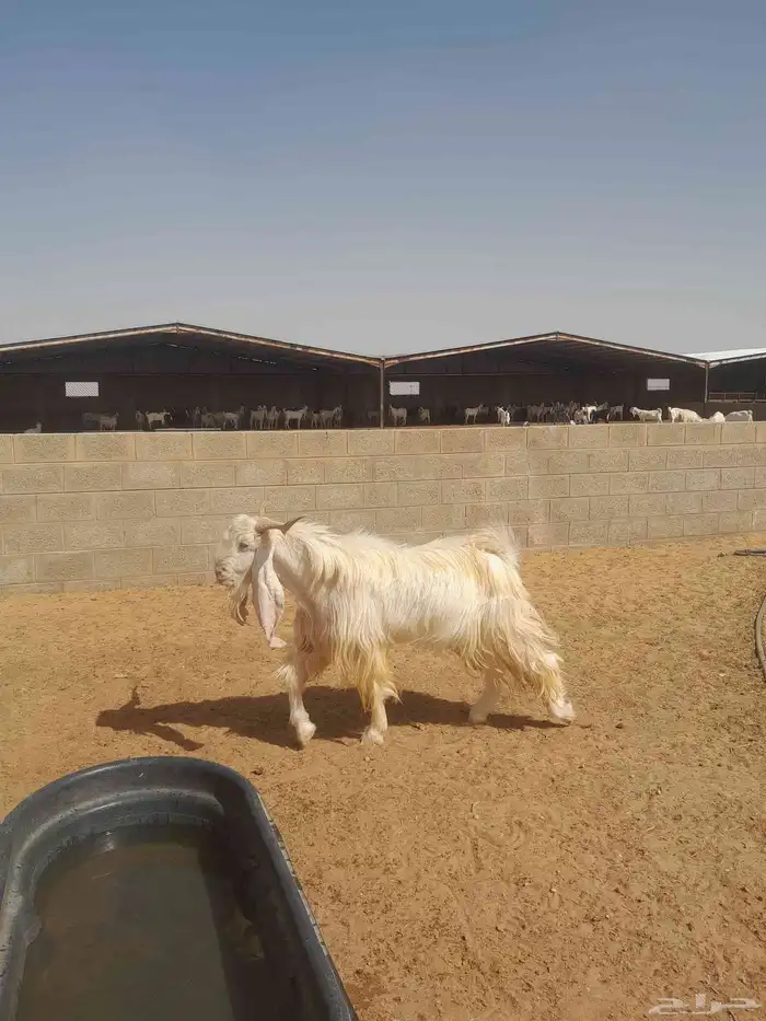 مشروع فحول تيوس 0