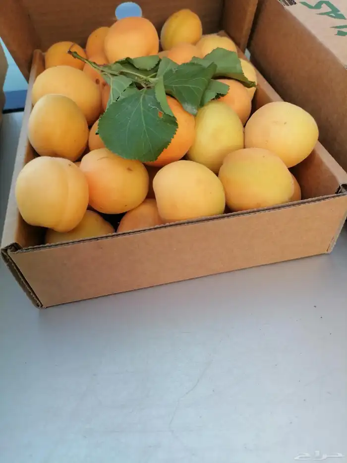 وصل اليوم مشمش طايفي مع توصيل مجاني َتوت كشميري طايفي سكر 0