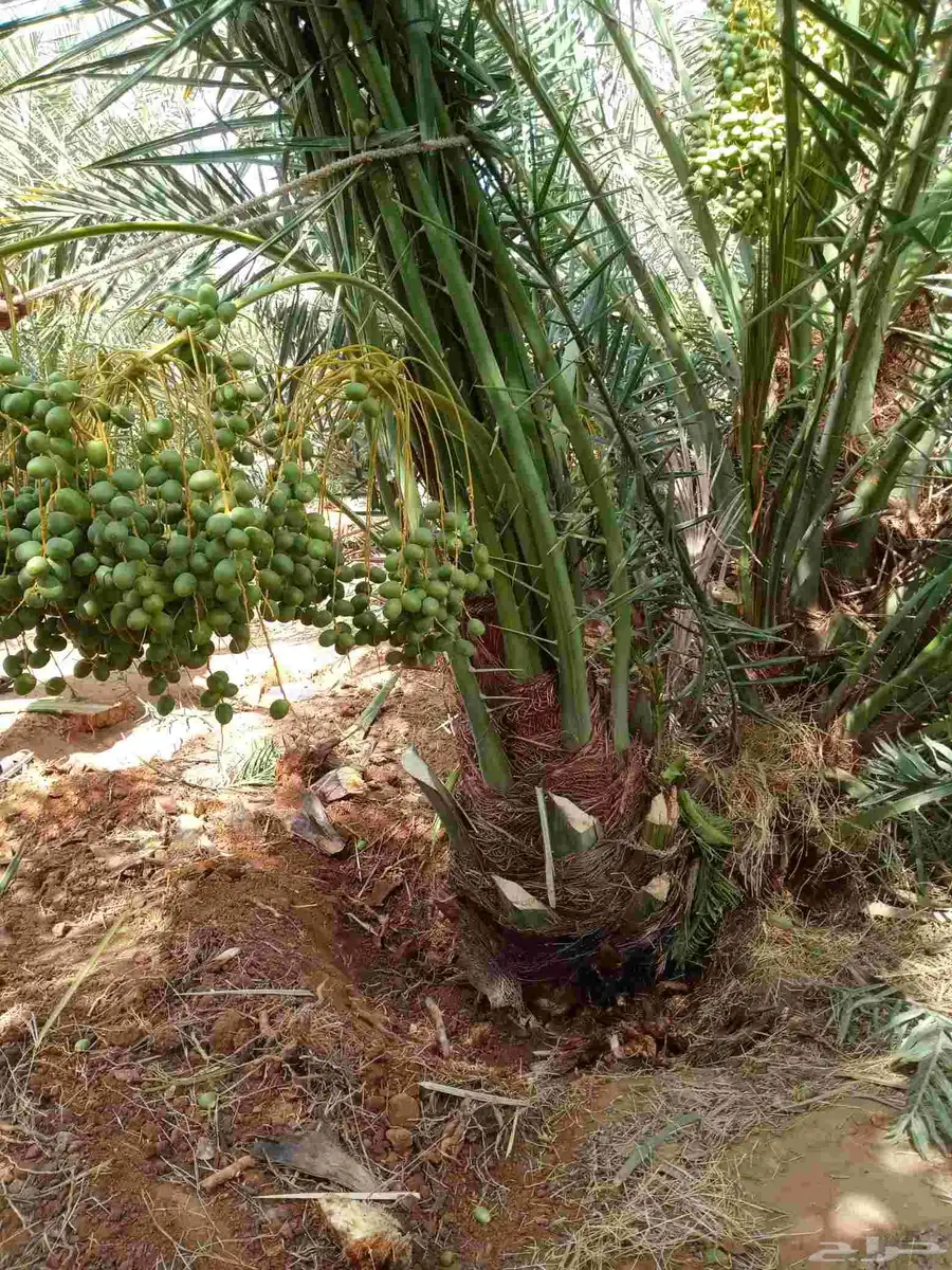 نخل رنيه بيشه توريد جميع انواع انخيل الجنوب 4