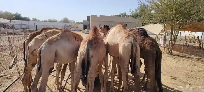 برابر وتيوس تربيه وصحه جيده جمله وتفريد 8