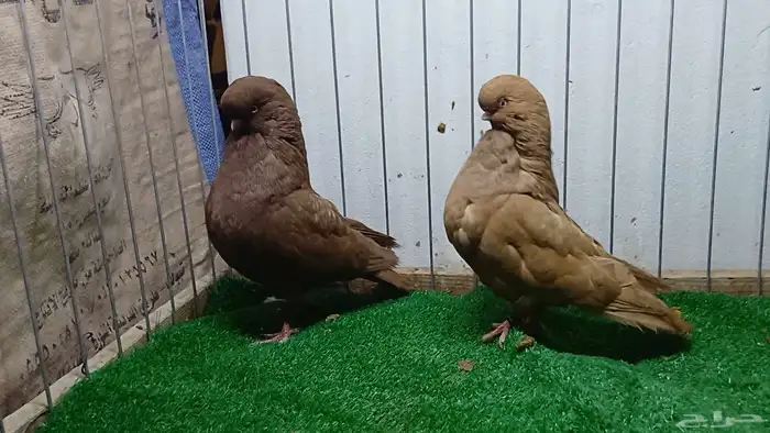 لونق كالين اصفر احمر لافندر 4