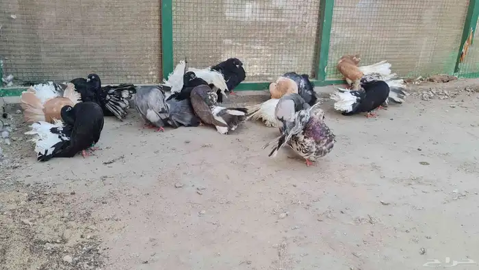 حمام فتنتيل 7