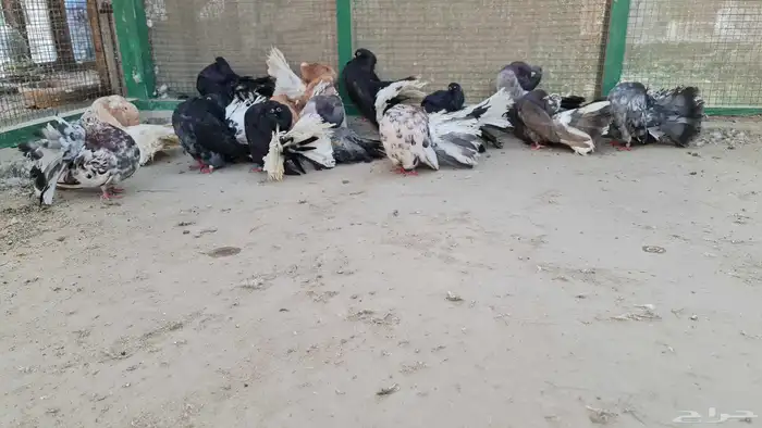 حمام فتنتيل 5