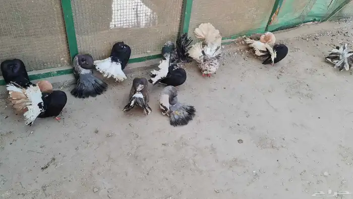 حمام فتنتيل 6