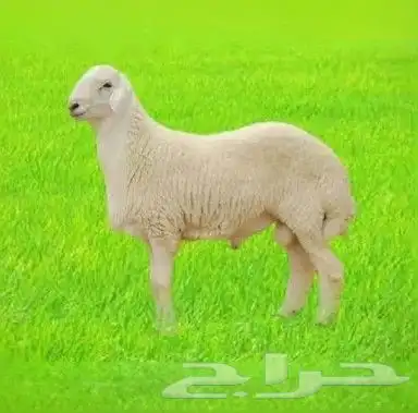 ذبايح أضاحي جدة - اضاحي حري - نعيمي - سواكني - تيوس اضحيه 3