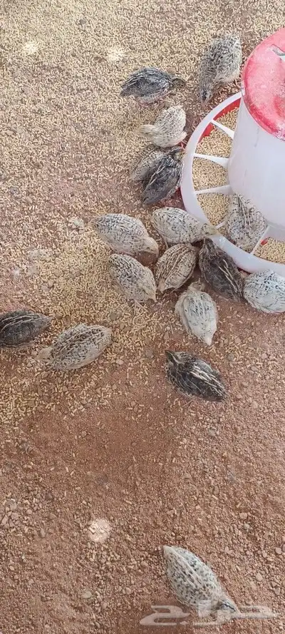 سمان 1
