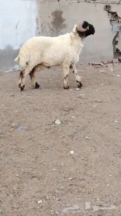 فحل نعيمي صنف مشروط للبيع 4