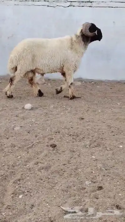 فحل نعيمي صنف مشروط للبيع 0