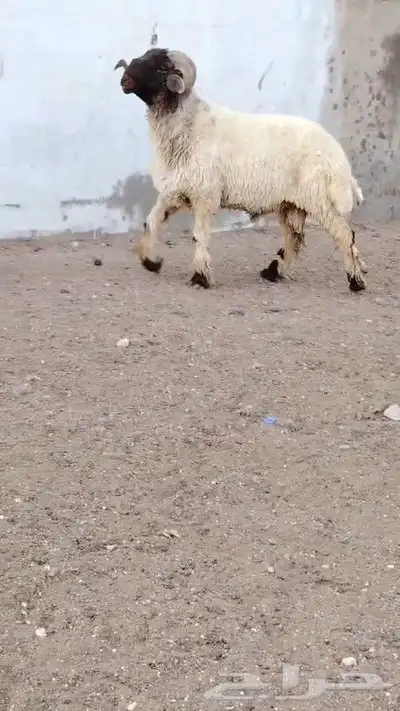 فحل نعيمي صنف مشروط للبيع 1