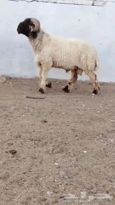 فحل نعيمي صنف مشروط للبيع 3