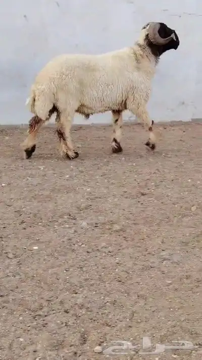 فحل نعيمي صنف مشروط للبيع 2