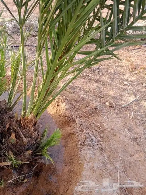يوجد الدنيا جميع أنواع النخيل العربي واشنطن 2