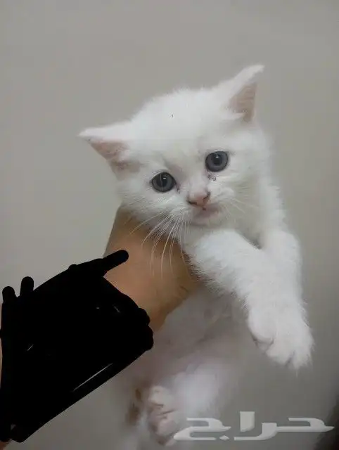 تم البيع 2