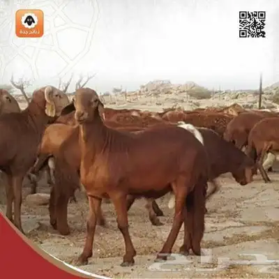 ذبايح أضاحي جدة - اضاحي حري - نعيمي - سواكني - تيوس اضحيه 4