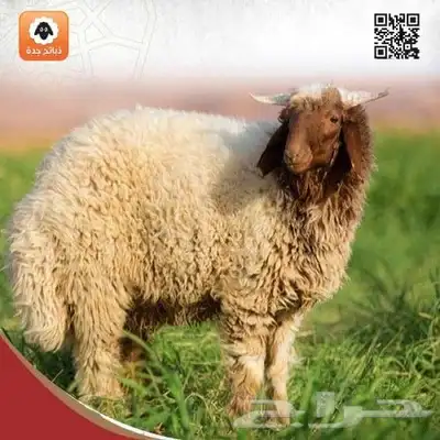 ذبايح أضاحي جدة - اضاحي حري - نعيمي - سواكني - تيوس اضحيه 2
