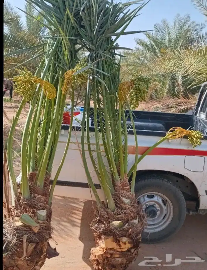 نخل رنيه بيشه توريد جميع انواع انخيل الجنوب 0