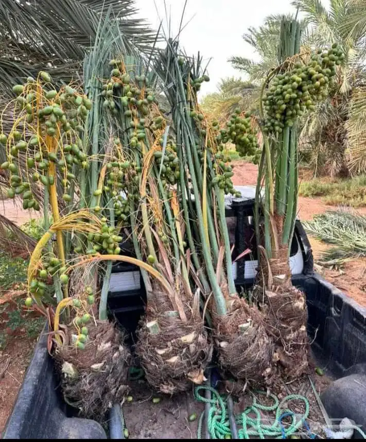 نخل رنيه بيشه توريد جميع انواع انخيل الجنوب 2