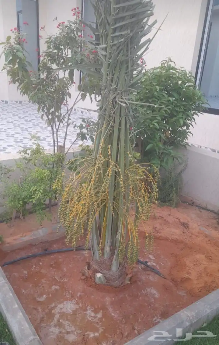 نخل رنيه بيشه توريد جميع انواع انخيل الجنوب 3