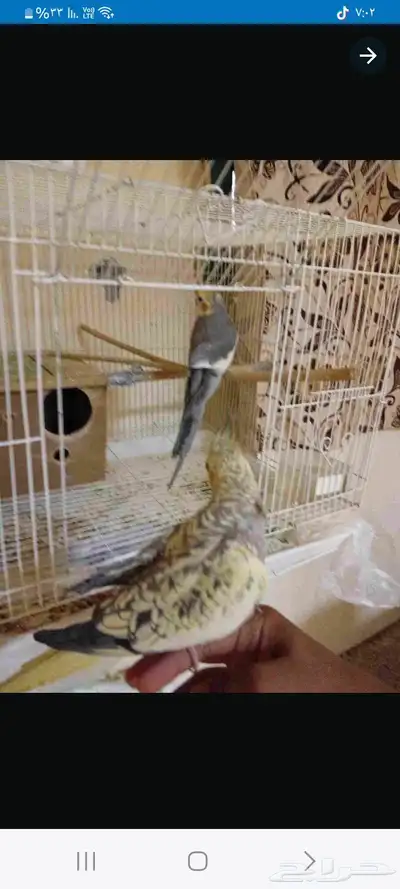 كروان كوكتيل ذكر وانثى أليف والذكر غير أليف الصحه ممتازه 3