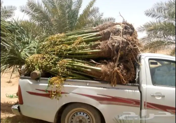 نخل رنيه بيشه توريد جميع انواع انخيل الجنوب 1