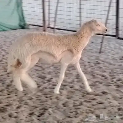 رخله حريه دفاع طيبة للبيع 2
