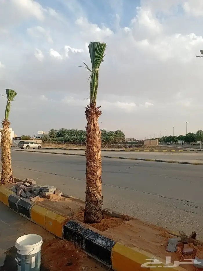 يوجد الدنيا جميع أنواع النخيل العربي واشنطن 6