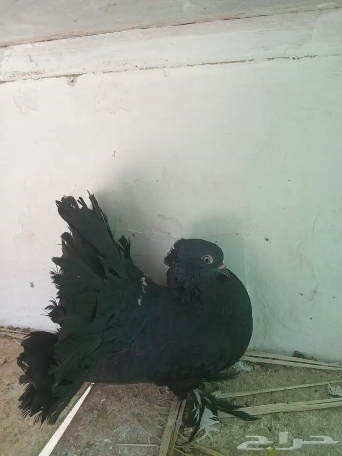 لبيع حمام شماسي هندي 0