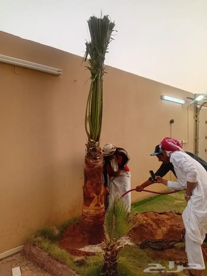 يوجد الدنيا جميع أنواع النخيل العربي واشنطن 4