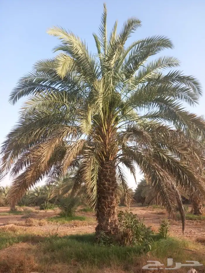 مطلوب نخل طوال للبيع 0