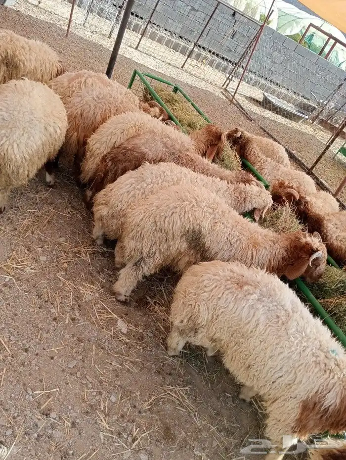 موقعنا مكة الرياض الباحة تبوك الخرج 20