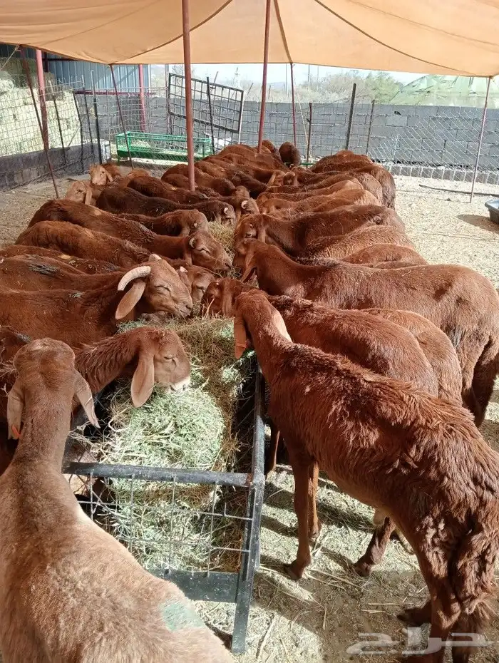 موقعنا مكة الرياض الباحة تبوك الخرج 15