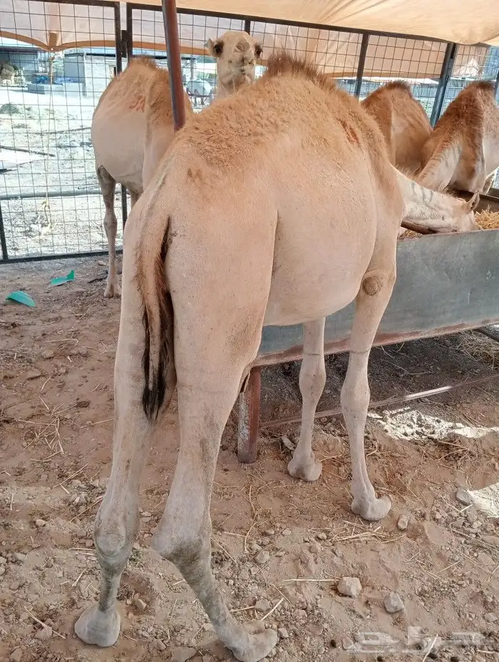 موقعنا مكة الرياض الباحة تبوك الخرج 6