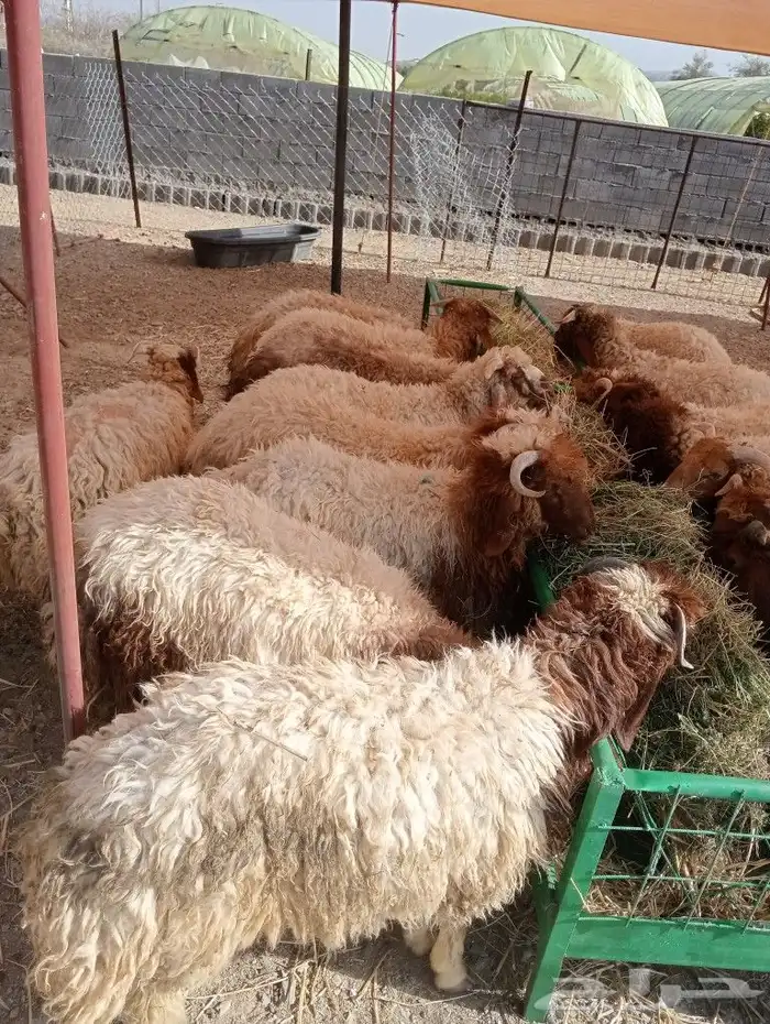 موقعنا مكة الرياض الباحة تبوك الخرج 23