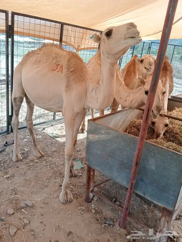 موقعنا مكة الرياض الباحة تبوك الخرج 4